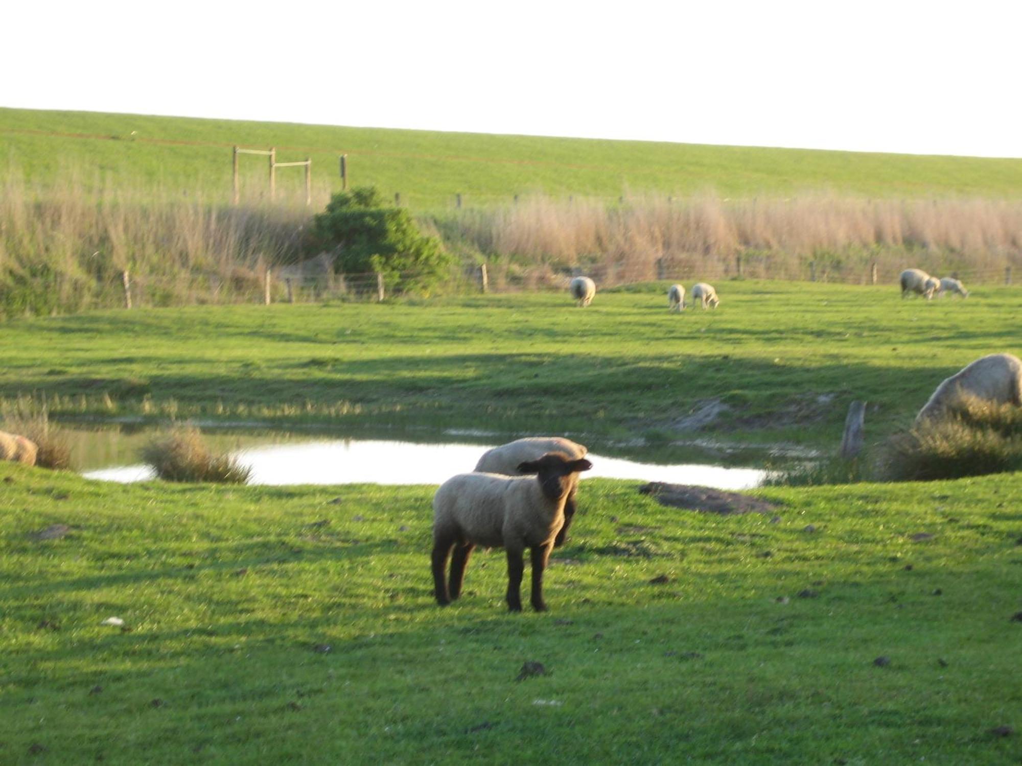 Haus Halligblick, Ferienwohnungen Am Wattenmeer, Whg Hamburger Hallig Dagebüll Екстериор снимка